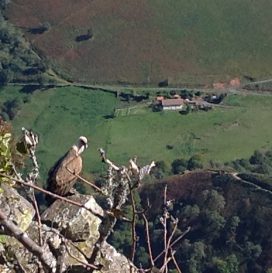 Vue sur un gros oiseau